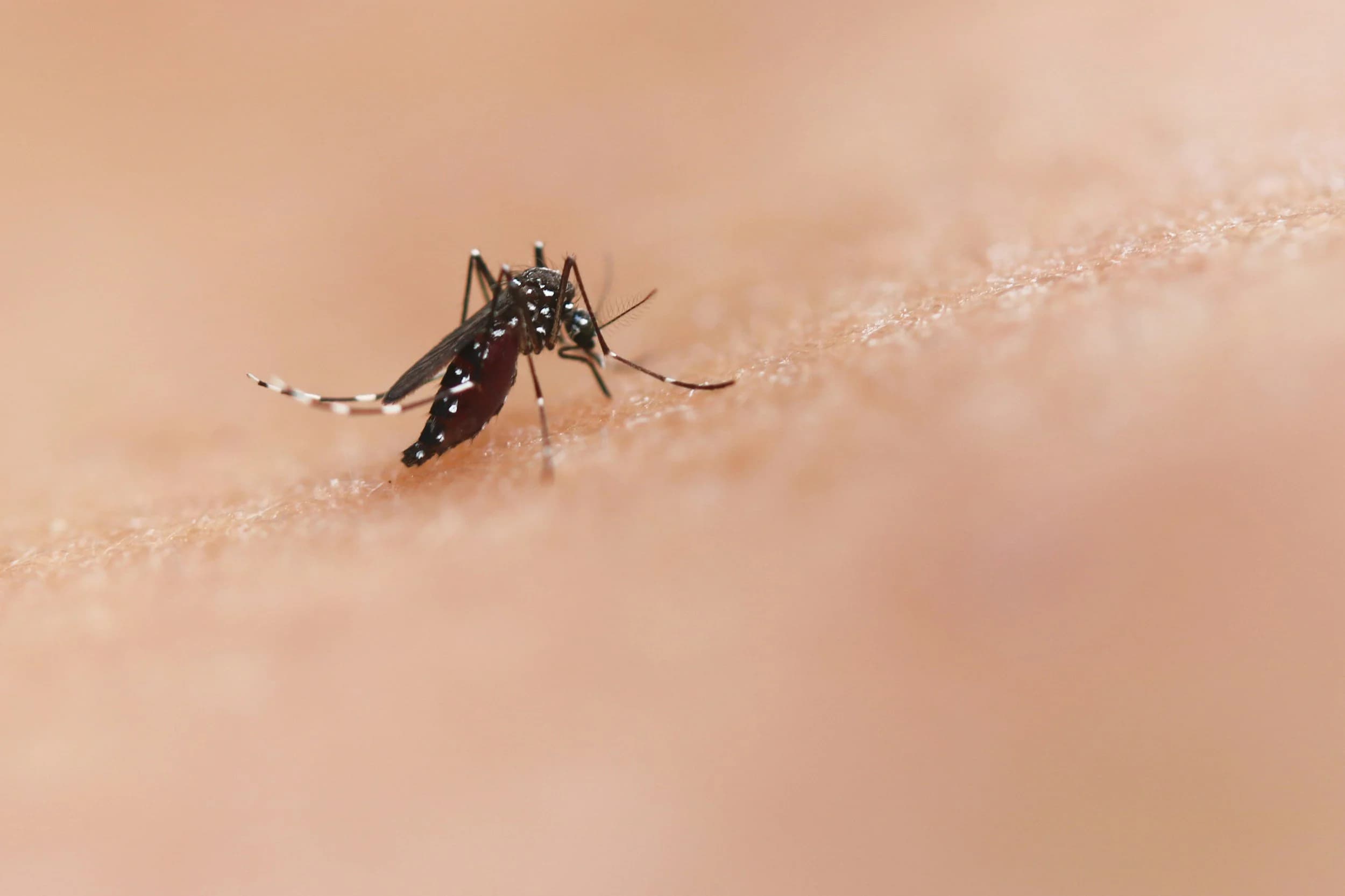 Inflammatory Reactions to Mosquito Bites vs Cellulitis (Infection): Understanding the Difference